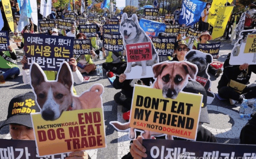 韩国狗肉消费量已经大幅下降了几十年后的数据
